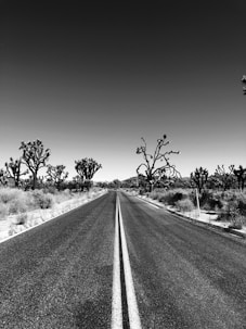 grayscale photo of road between trees