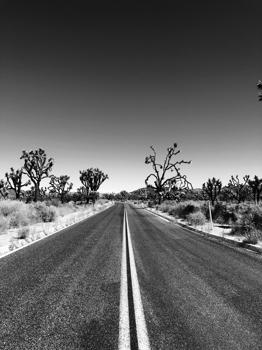 grayscale photo of road between trees
