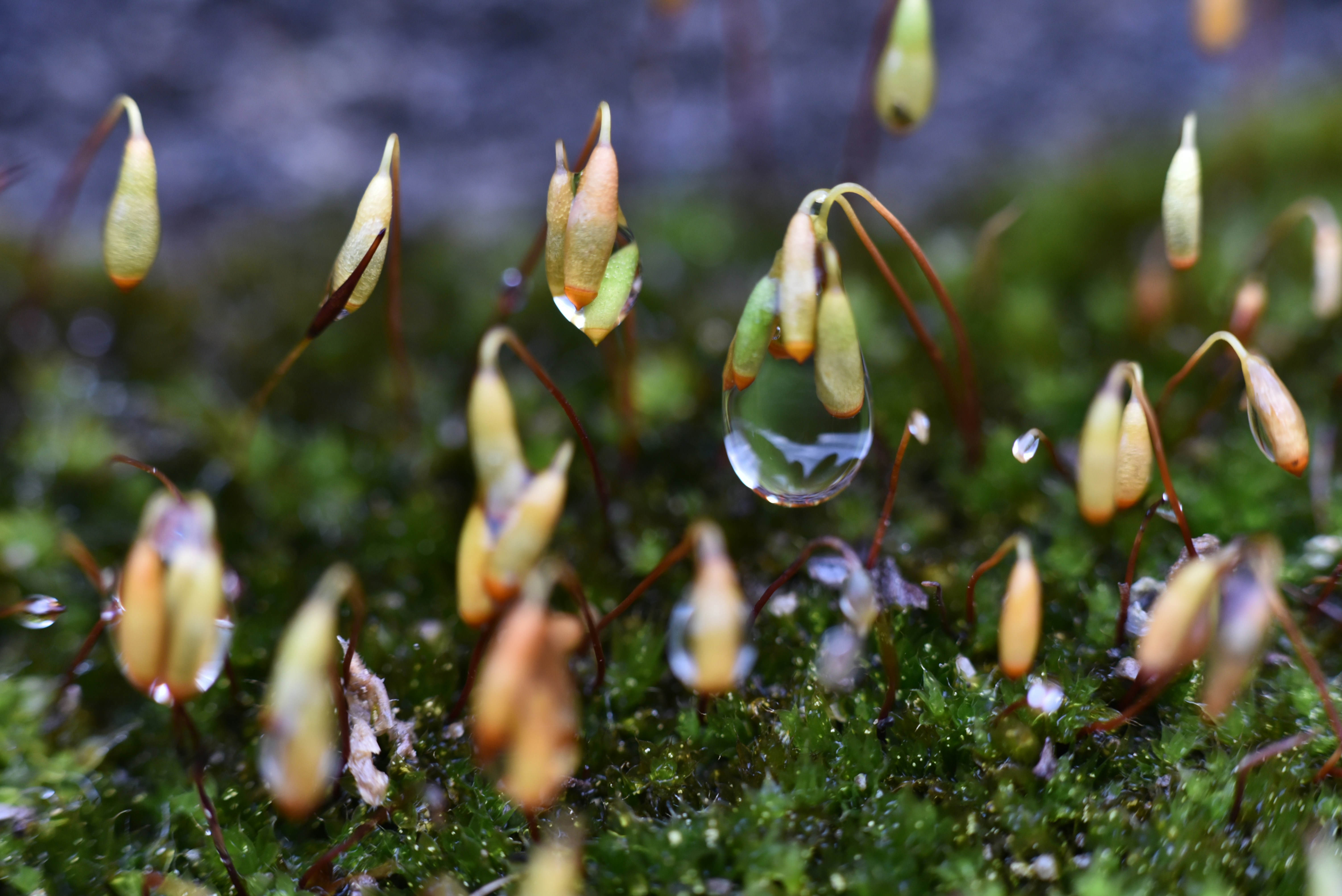 Photo by andromedastar