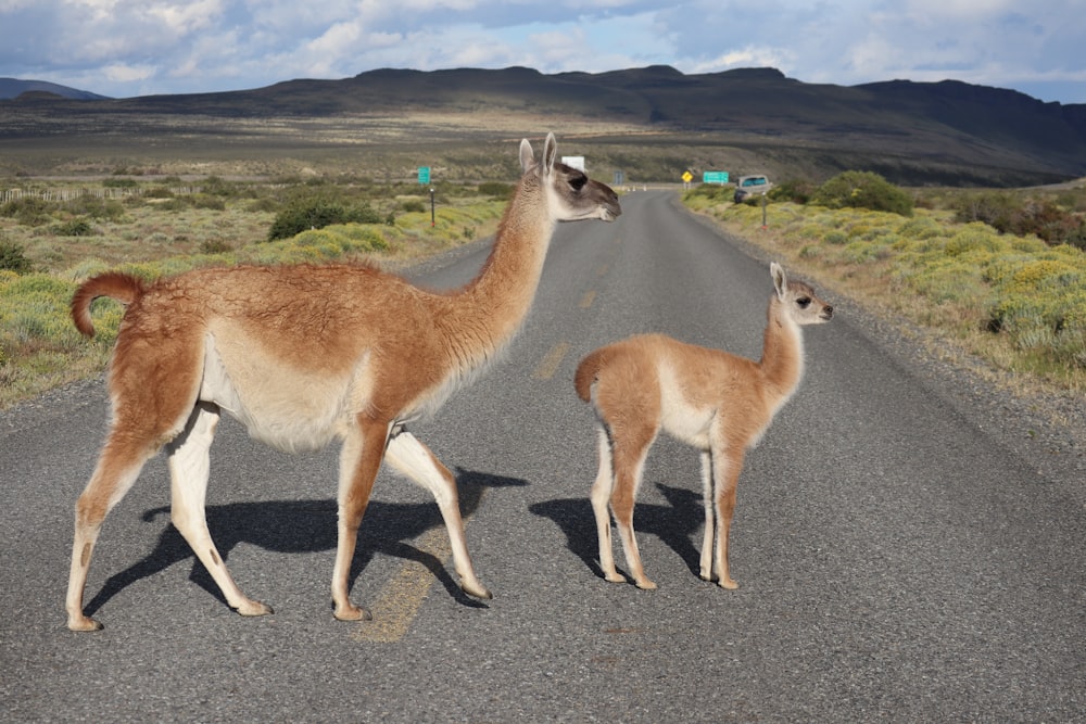 4 brown deer on gray asphalt road during daytime