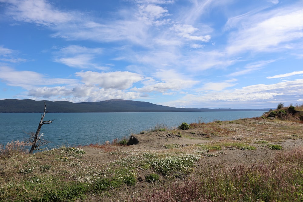 green grass field near body of water under blue sky during daytime