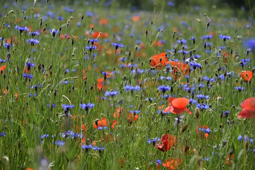 orange and purple flowers on green grass field