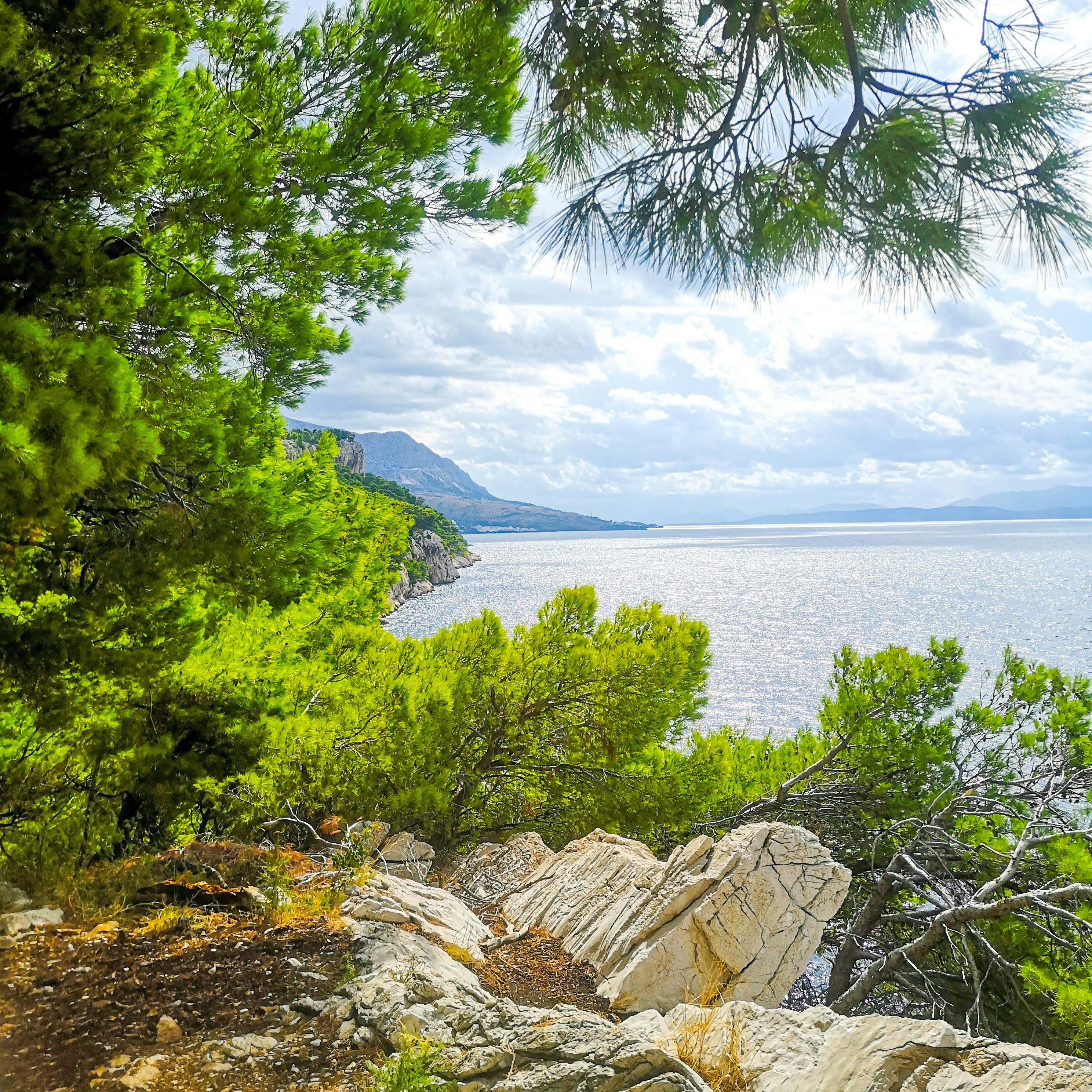 green trees near body of water during daytime