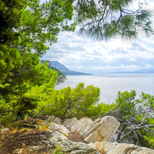 green trees near body of water during daytime in Makarska Croatia