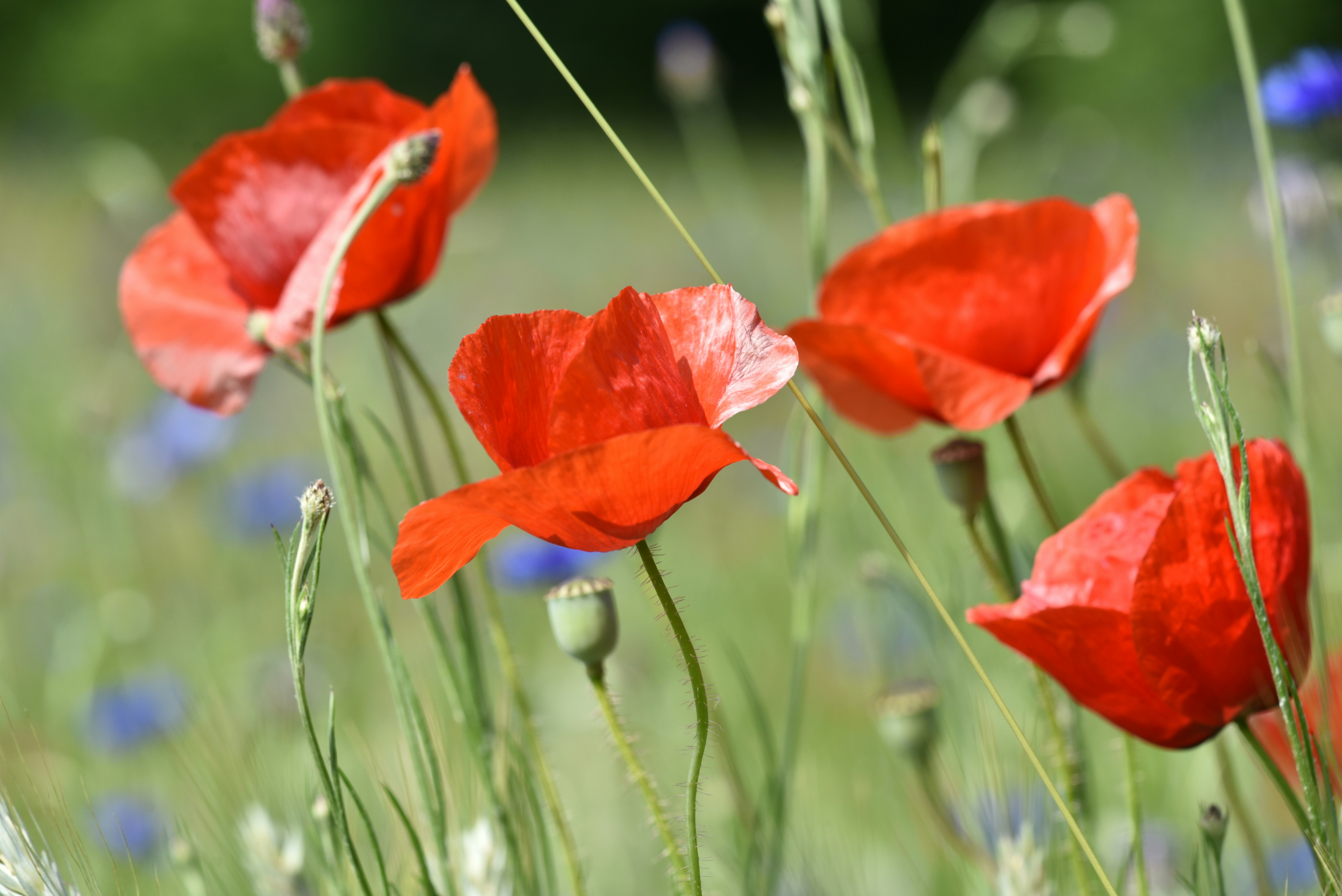 Photo by andromedastar