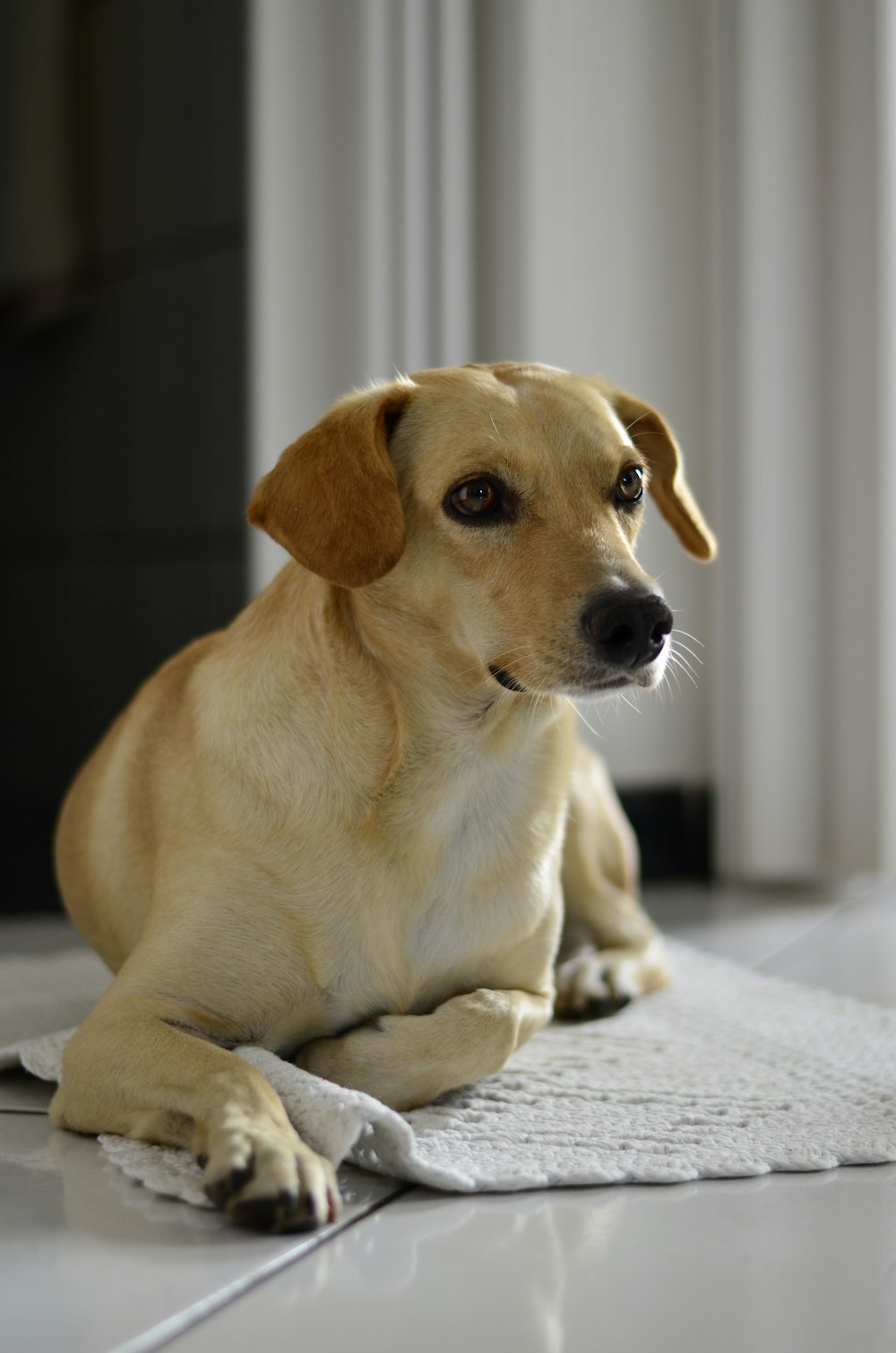 yellow labrador retriever lying on floor