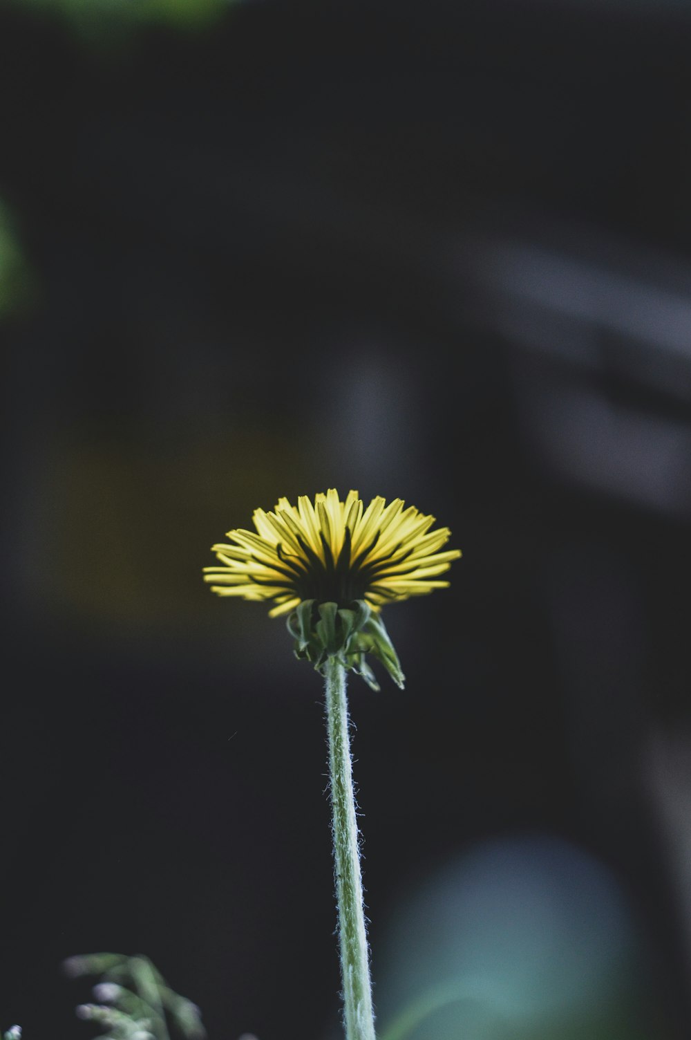 yellow flower in tilt shift lens