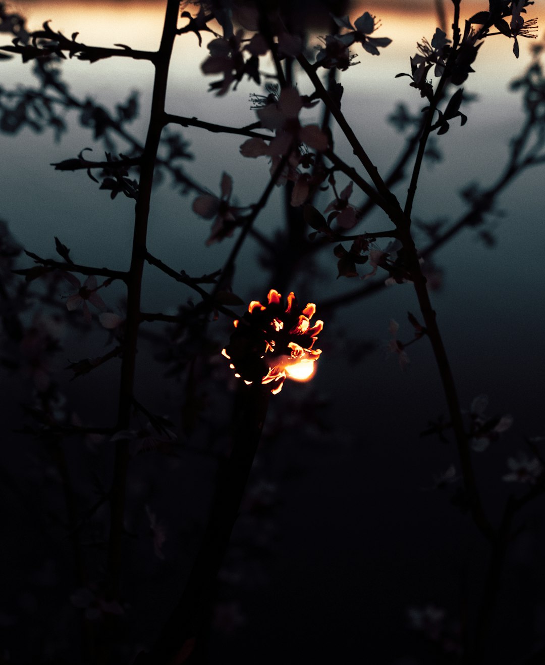 yellow flower in tilt shift lens