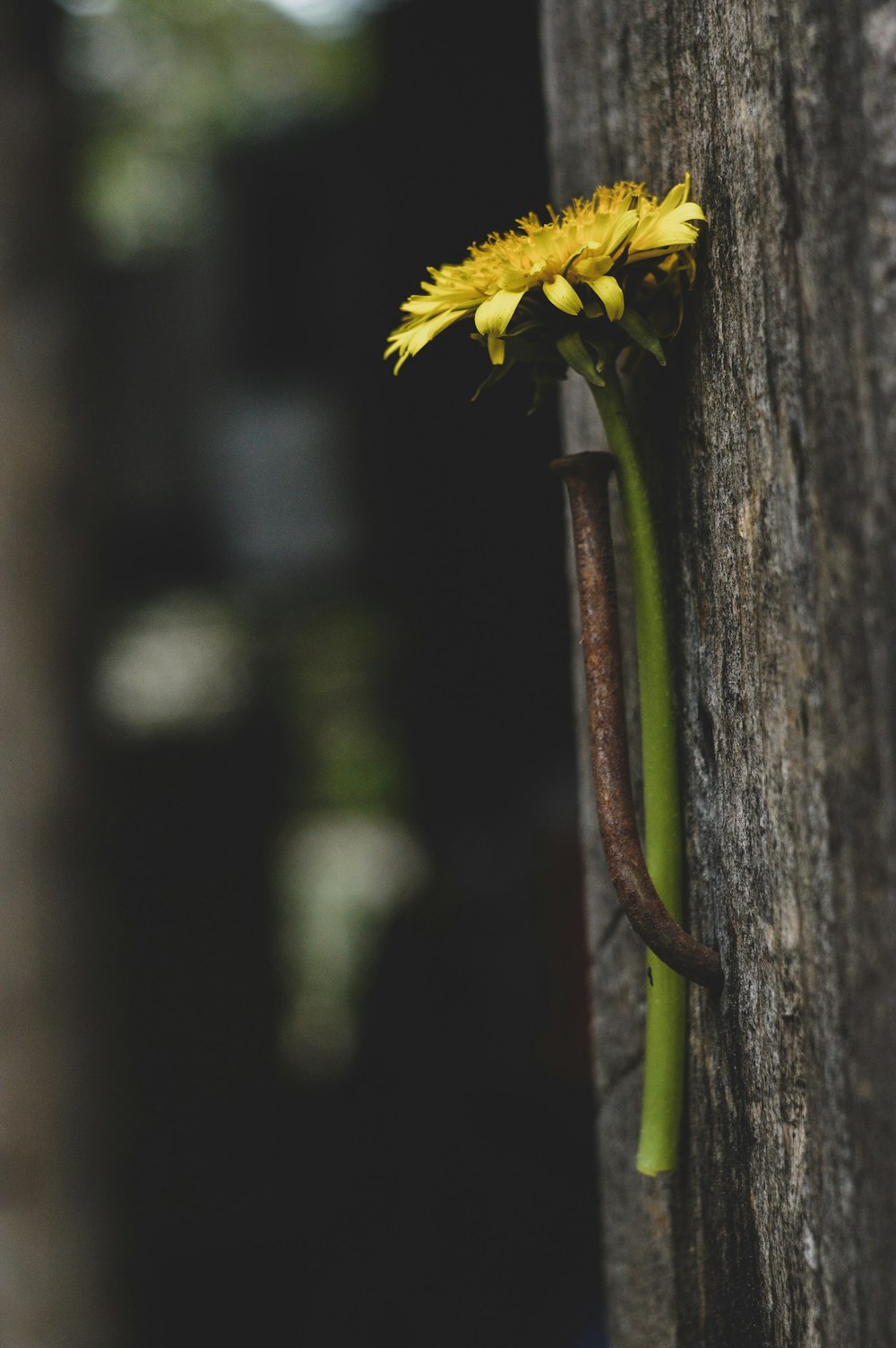 yellow flower on brown wooden post
