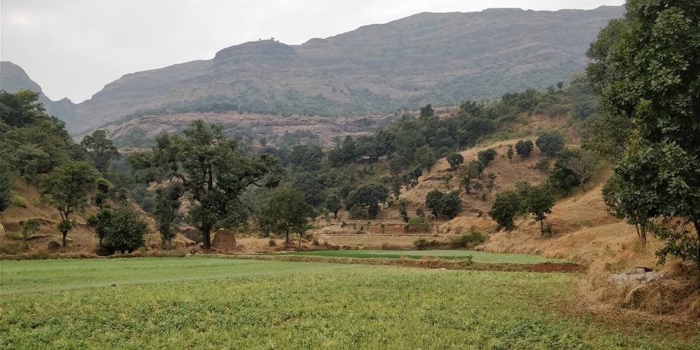 green grass field near green trees and mountain during daytime