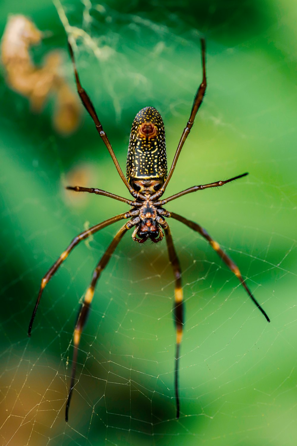 black and brown spider on web in close up photography during daytime