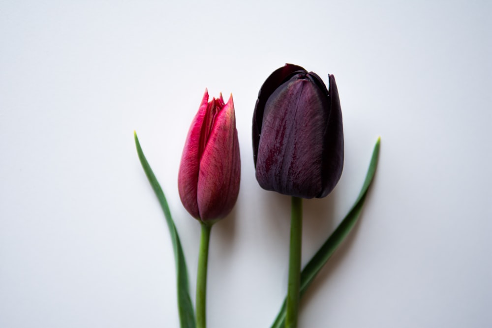 red and purple flower on white surface