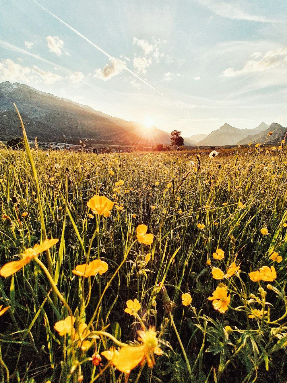 yellow flower field during sunset