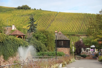 A scenic village setting with a picturesque vineyard on a hillside. The vineyard features neat rows of grapevines stretching across the landscape. In the foreground, a rustic brick structure with a wooden roof and nearby street lamps are visible. Lush greenery surrounds the area, including a variety of trees and bushes. A charming fountain sprays water in the lower left corner.