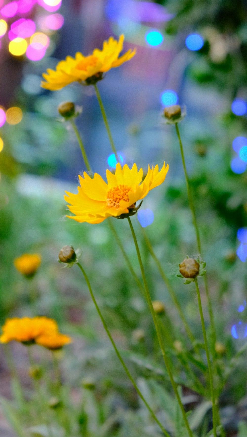 yellow flower in tilt shift lens