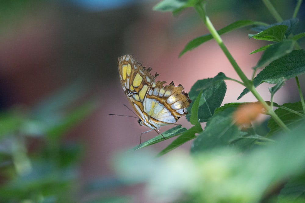 yellow and black butterfly on green leaf during daytime