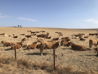 A large number of cows are scattered across a dry, arid field with sparse grass. The landscape is mostly flat with a gentle rise in the background, where a few trees can be seen. The sky is clear and blue, indicating a sunny day.