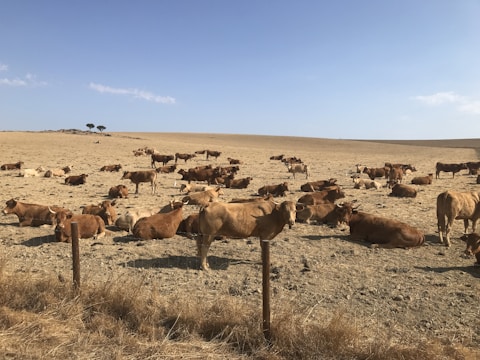 A large number of cows are scattered across a dry, arid field with sparse grass. The landscape is mostly flat with a gentle rise in the background, where a few trees can be seen. The sky is clear and blue, indicating a sunny day.