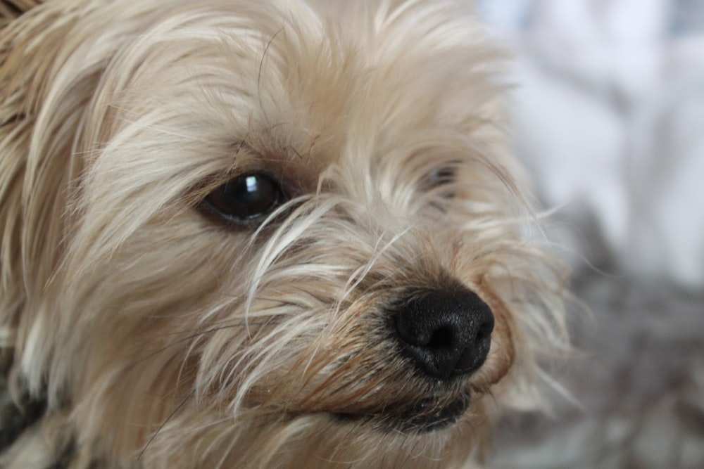 white long coated small dog