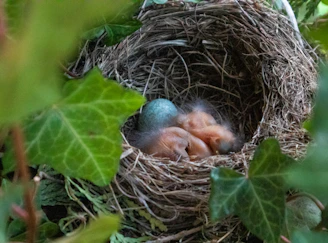 brown bird on nest during daytime