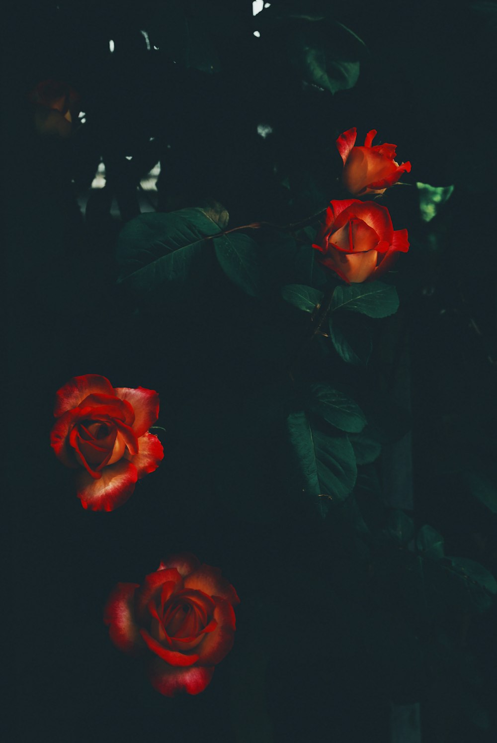 red roses in close up photography