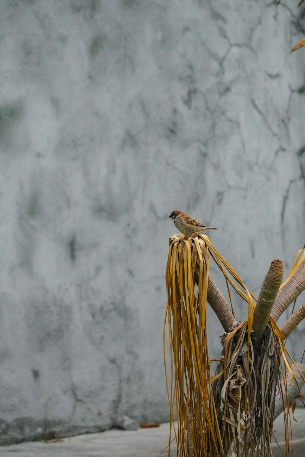 brown bird on brown stick