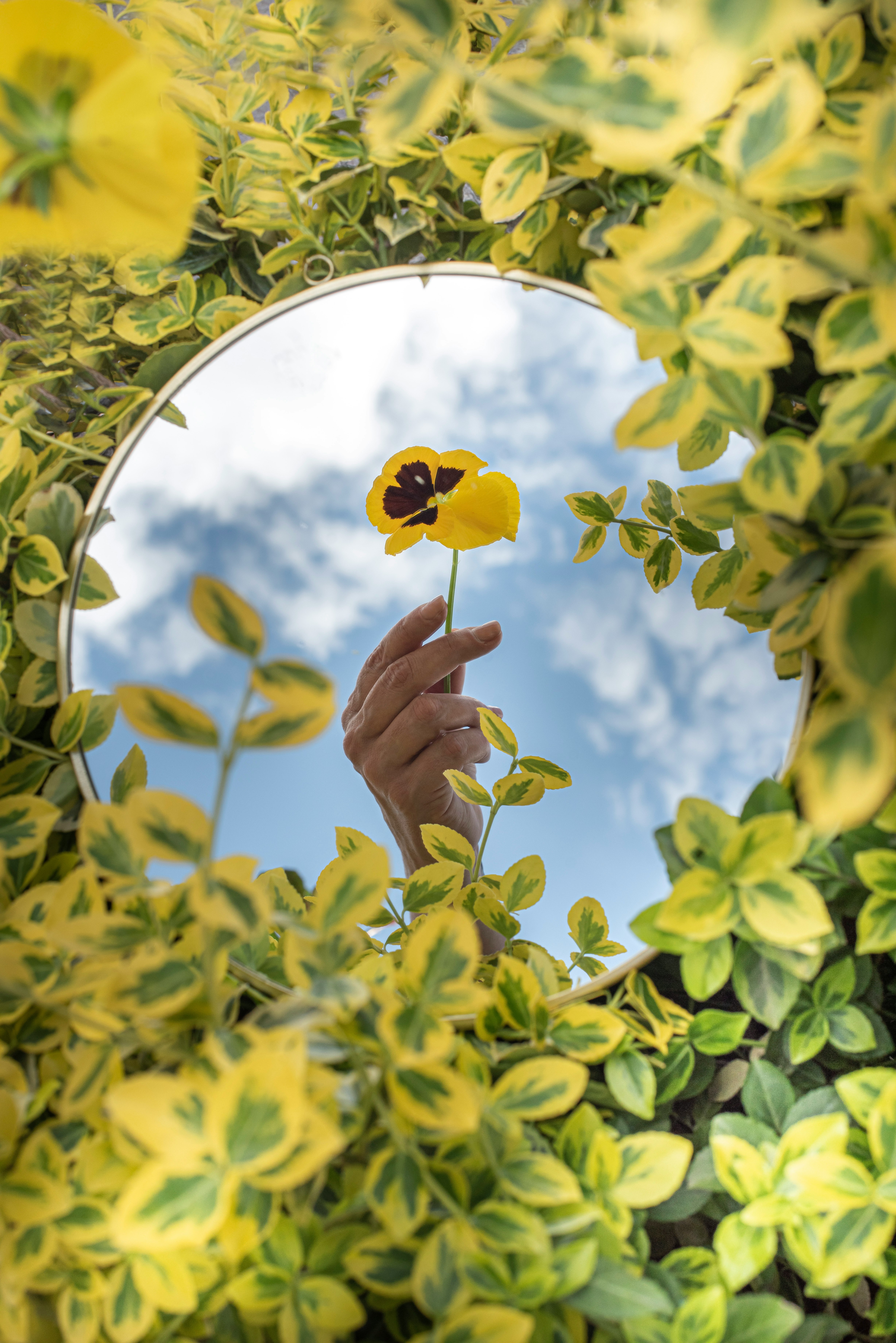 person holding yellow flower under blue sky during daytime