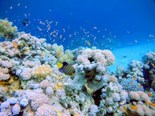A vibrant underwater scene features a colorful coral reef teeming with marine life. Various species of fish, including a prominently visible angelfish, swim among the dense clusters of coral. The water is a clear, deep blue, allowing sunlight to illuminate the vivid colors of the corals and fish.