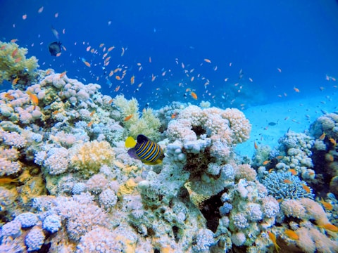 A vibrant underwater scene features a colorful coral reef teeming with marine life. Various species of fish, including a prominently visible angelfish, swim among the dense clusters of coral. The water is a clear, deep blue, allowing sunlight to illuminate the vivid colors of the corals and fish.
