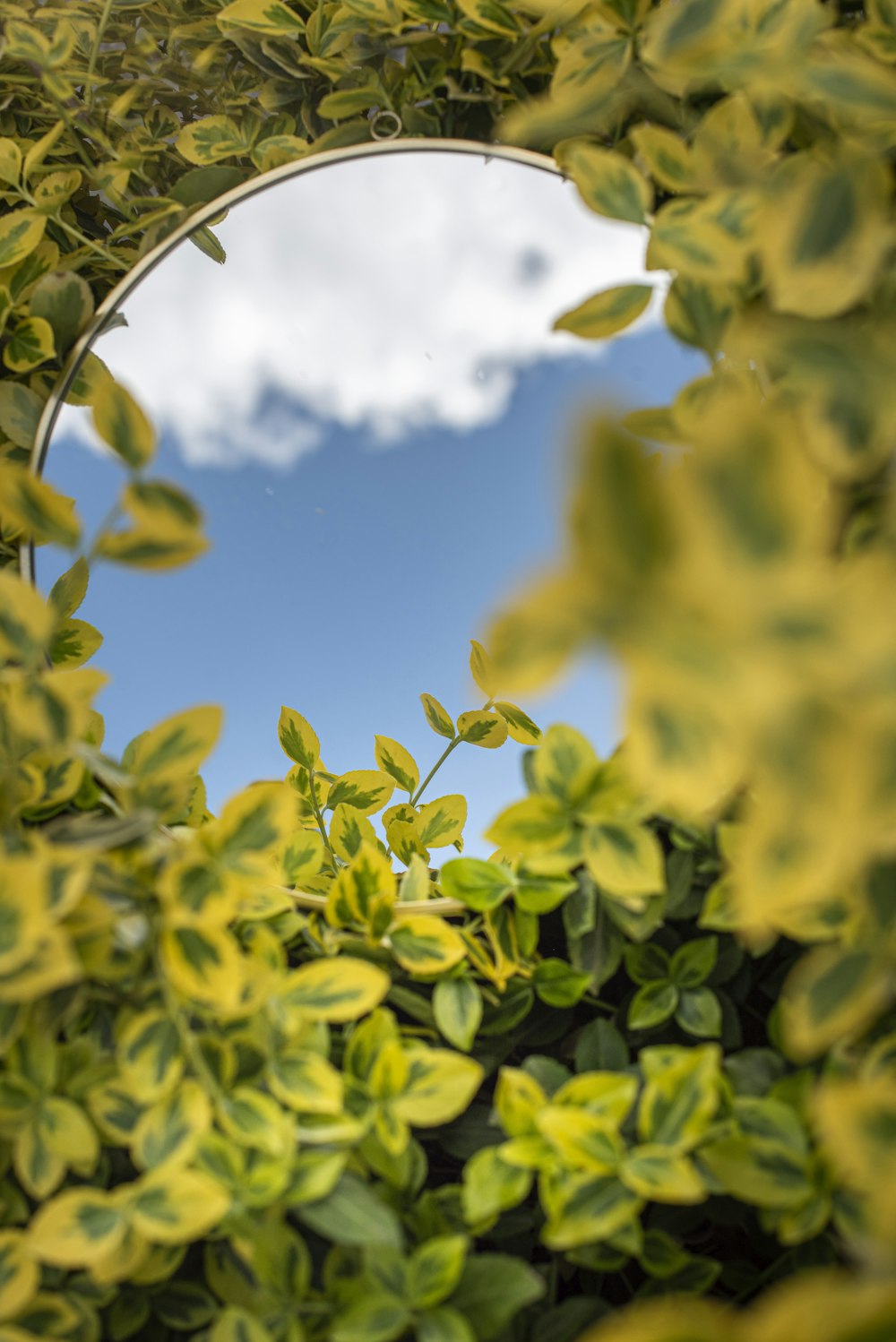 green leaves under blue sky during daytime