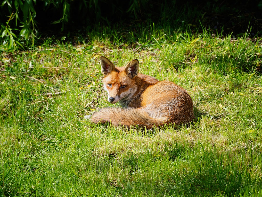 brown fox lying on green grass during daytime