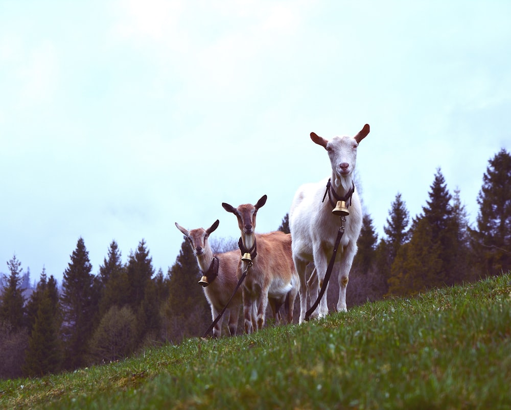 three white and brown goats on green grass field during daytime