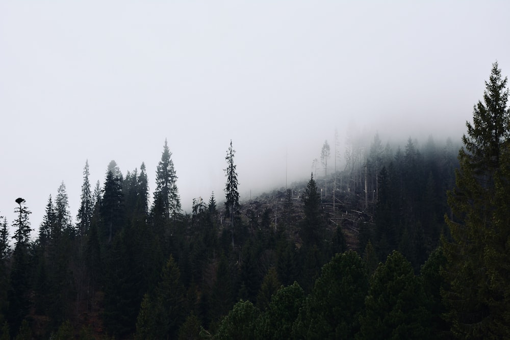 green pine trees under white sky during daytime