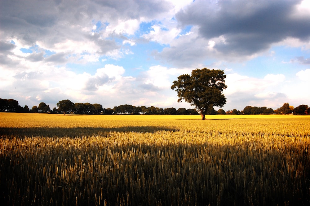 green grass field and trees under white clouds and blue sky during daytime