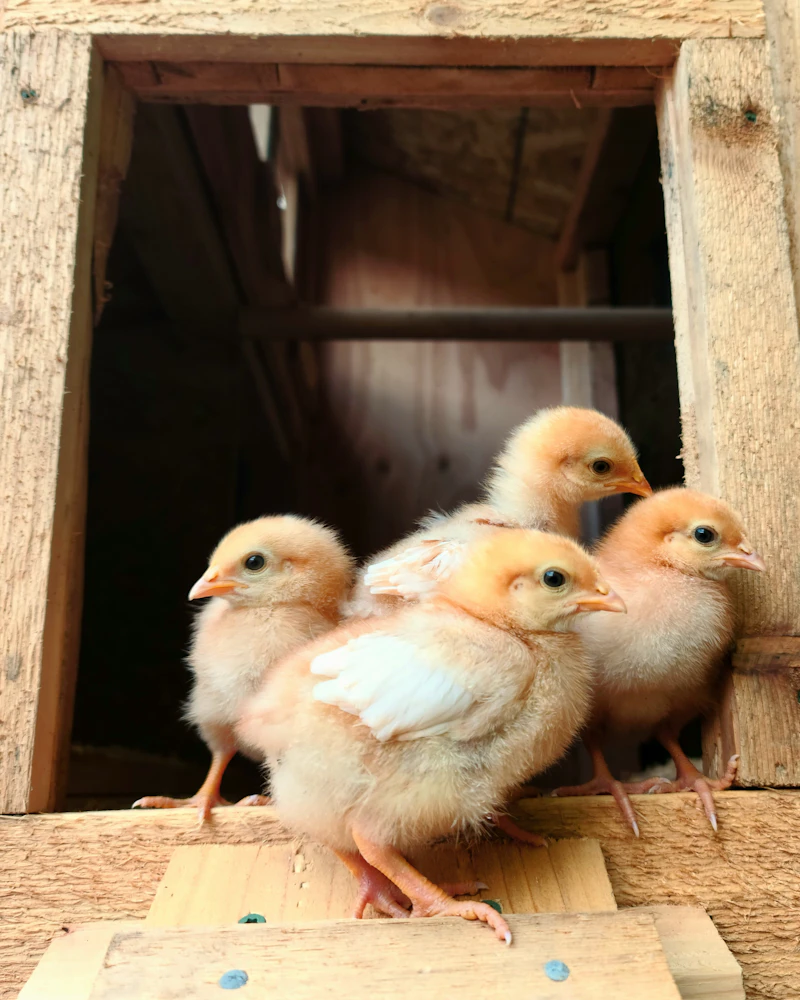Poussins blancs dans une caisse