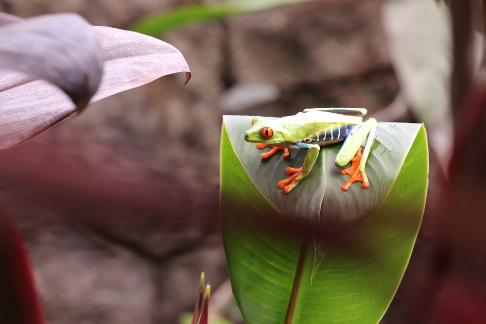 green frog on green leaf