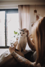 A caring therapist gently stretching a cat's leg in a cozy living room.