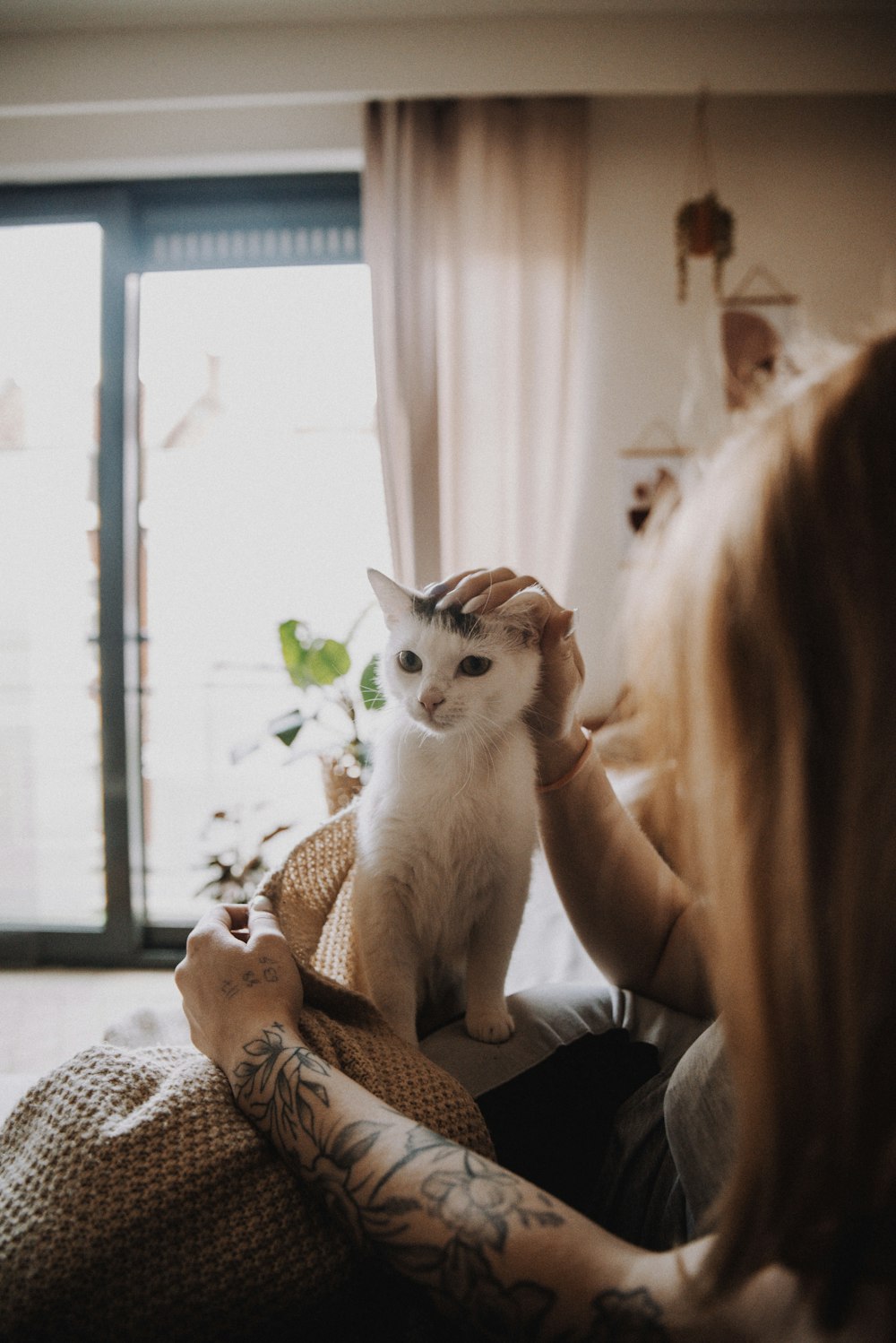 人の膝の上の白と茶色の猫