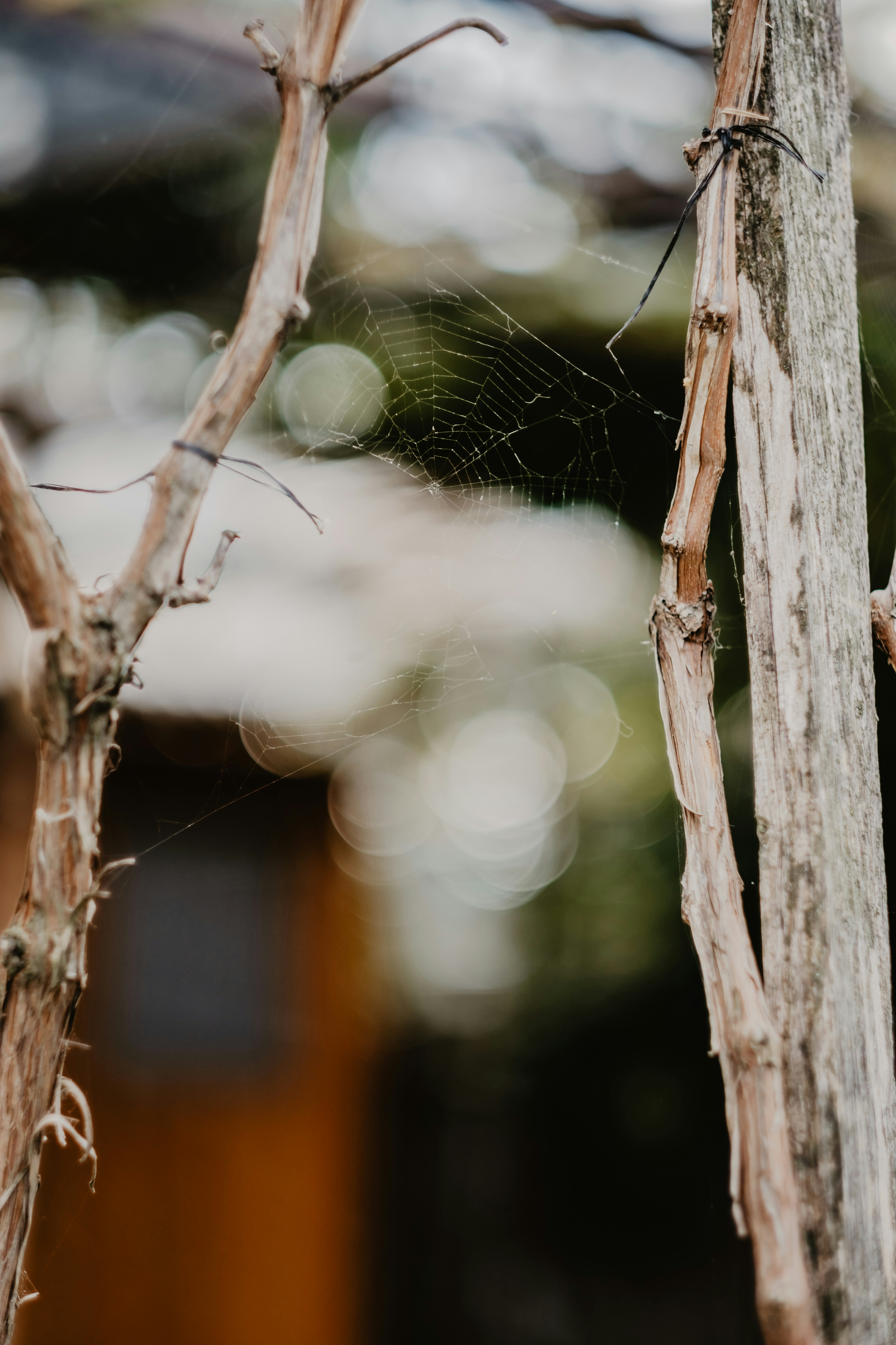 Photo by victoriapriessnitz