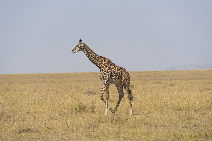 Serengeti Plains: The Endless African Savanna