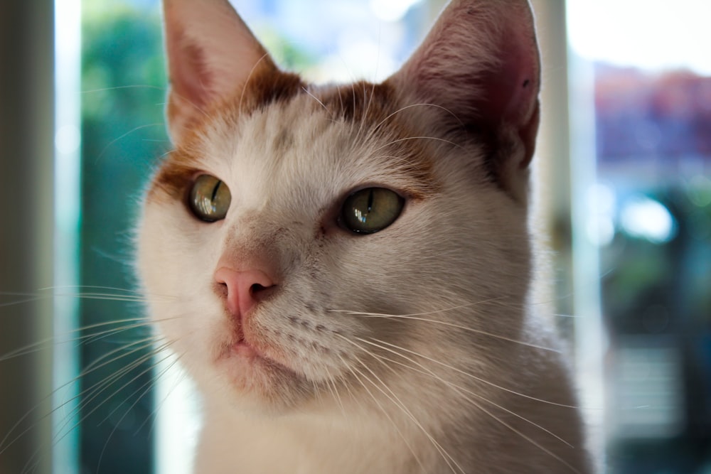 white and brown short fur cat