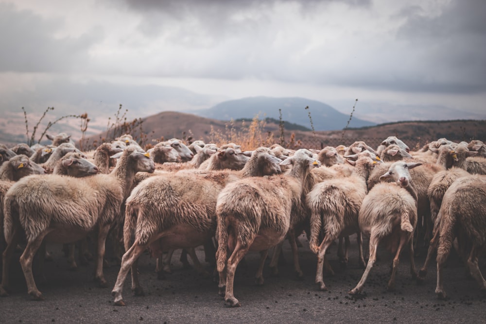 herd of sheep on brown sand during daytime