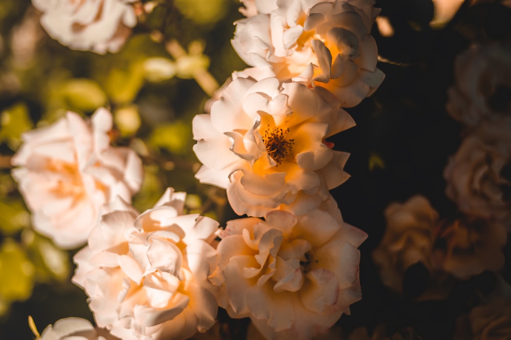 white flower in tilt shift lens