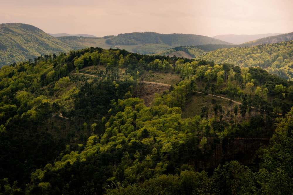 green trees on mountain during daytime