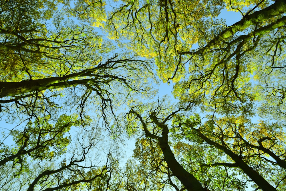 low angle photography of green trees during daytime