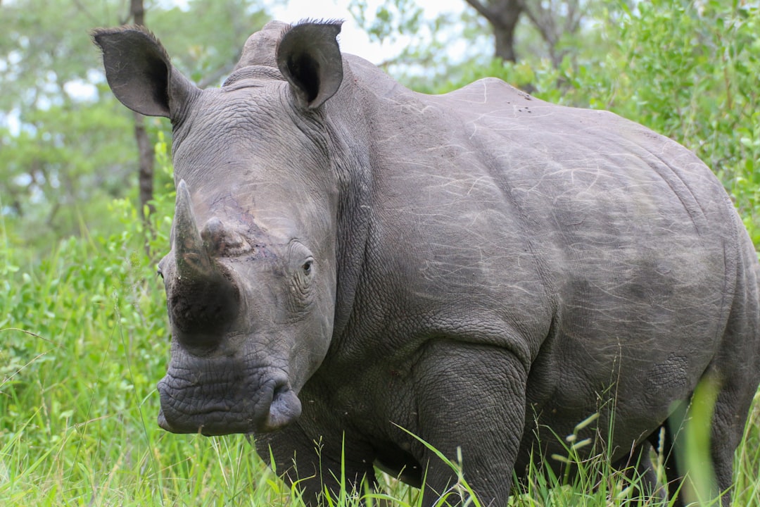 gray rhinoceros on green grass during daytime