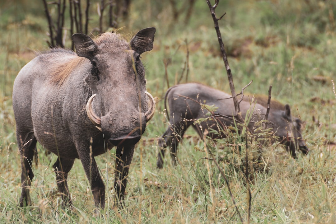 brown rhinoceros on green grass field during daytime