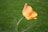 orange flower in tilt shift lens