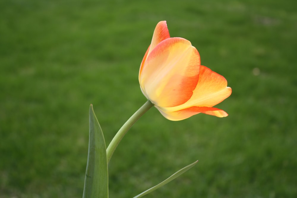 Flor de naranjo en lente de cambio de inclinación