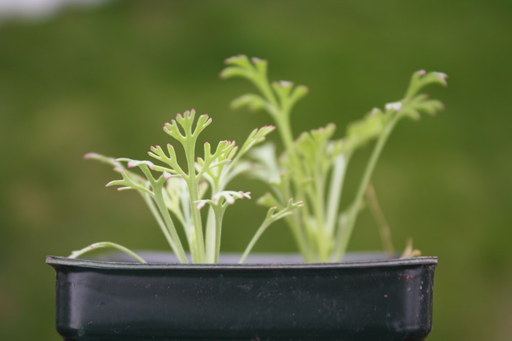 green plant on black pot